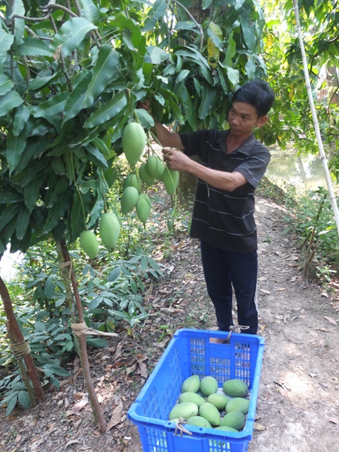 M&amp;ocirc; h&amp;igrave;nh sản xuất xo&amp;agrave;i theo hướng an to&amp;agrave;n tr&amp;ecirc;n địa b&amp;agrave;n huyện Cao L&amp;atilde;nh mang lại hiệu quả kinh tế cao (ảnh chụp trước ng&amp;agrave;y 24/6/2021)