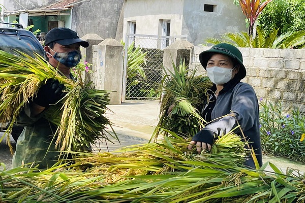 B&amp;agrave; L&amp;ecirc; Ngọc Hoa, Ph&amp;oacute; chủ tịch UBND huyện Như Thanh hỗ trợ người d&amp;acirc;n tham gia cắt l&amp;uacute;a tr&amp;aacute;nh mưa b&amp;atilde;o.