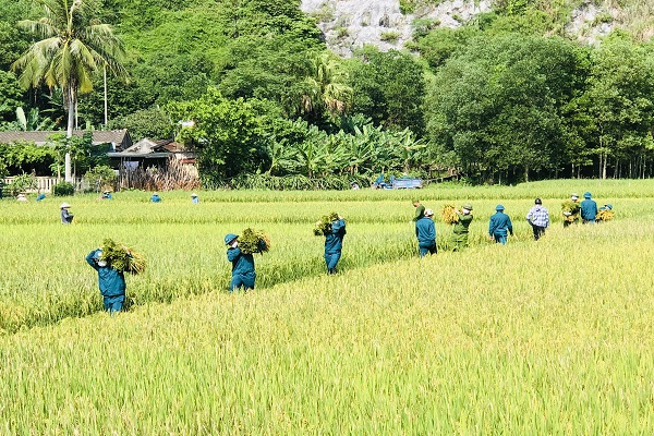 Những c&amp;aacute;nh đồng ở thị trấn Như Thanh ng&amp;agrave;y cuối tuần ngập sắc m&amp;agrave;u &amp;aacute;o xanh của lực lượng c&amp;ocirc;ng an v&amp;agrave;c đội d&amp;acirc;n qu&amp;acirc;n tự vệ gi&amp;uacute;p d&amp;acirc;n gặt l&amp;uacute;a.