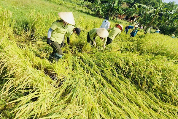 &amp;Ocirc;ng Vũ Hữu Tuấn, Trưởng ph&amp;ograve;ng N&amp;ocirc;ng nghiệp huyện Như Thanh cho biết, to&amp;agrave;n huyện c&amp;oacute; tổng diện t&amp;iacute;ch l&amp;uacute;a m&amp;ugrave;a l&amp;agrave; 2.890ha. Trong đ&amp;oacute;, diện t&amp;iacute;ch đ&amp;atilde; thu hoạch 580ha, diện t&amp;iacute;ch đ&amp;atilde; ch&amp;iacute;n 820ha. Trước diễn biến phức tạp của thời tiết cũng như dịch bệnh Covid-19, huyện đ&amp;atilde; tổ chức huy động c&amp;aacute;c lực lượng Qu&amp;acirc;n đội, C&amp;ocirc;ng an, đo&amp;agrave;n vi&amp;ecirc;n, thanh ni&amp;ecirc;n tham gia thu hoạch l&amp;uacute;a gi&amp;uacute;p d&amp;acirc;n, phấn đấu đến ng&amp;agrave;y 12-9 thu hoạch xong 800ha l&amp;uacute;a đ&amp;atilde; ch&amp;iacute;n, diện t&amp;iacute;ch c&amp;ograve;n lại thu hoạch xong trước ng&amp;agrave;y 23-9&amp;hellip;