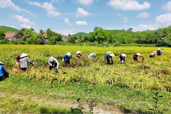 địa b&amp;agrave;n tỉnh Thanh Ho&amp;aacute; những ng&amp;agrave;y tới sẽ c&amp;oacute; mưa lớn, trong khi dịch COVID-19 vẫn c&amp;ograve;n diễn biến phức tạp, một số địa phương tr&amp;ecirc;n địa b&amp;agrave;n tỉnh đang thực hiện gi&amp;atilde;n c&amp;aacute;ch x&amp;atilde; hội theo Chỉ thị 16 khiến việc huy động lực lượng tập trung thu hoạch l&amp;uacute;a của người d&amp;acirc;n của huyện gặp nhiều kh&amp;oacute; khăn, việc c&amp;aacute;n bộ c&amp;aacute;c cấp, c&amp;aacute;c chiến sĩ lực lượng vũ trang gi&amp;uacute;p d&amp;acirc;n gặp l&amp;uacute;a l&amp;uacute;c n&amp;agrave;y mang lại niềm vui cho người n&amp;ocirc;ng d&amp;acirc;n..