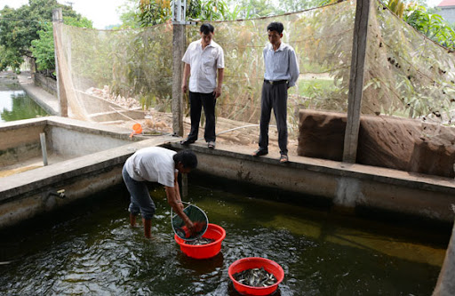 Kinh doanh c&amp;aacute; giống c&amp;aacute;c lọi tại huyện Cẩm Kh&amp;ecirc; (Ph&amp;uacute; Thọ)