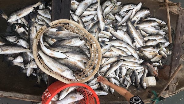 C&amp;aacute; chết h&amp;agrave;ng loạt tr&amp;ecirc;n s&amp;ocirc;ng