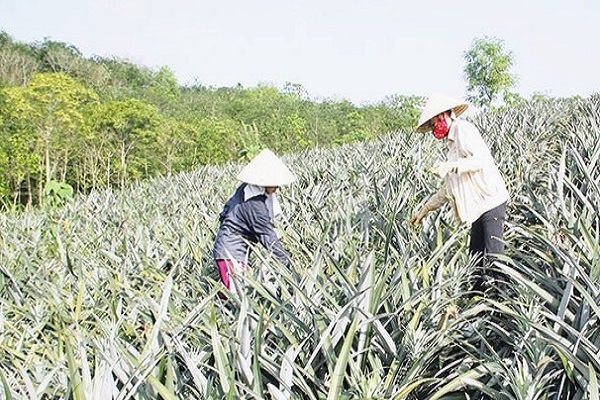 Người d&amp;acirc;n say sưa tr&amp;ecirc;n c&amp;aacute;nh đồng dứa, thay đổi cơ cấu n&amp;ocirc;ng nghiệp