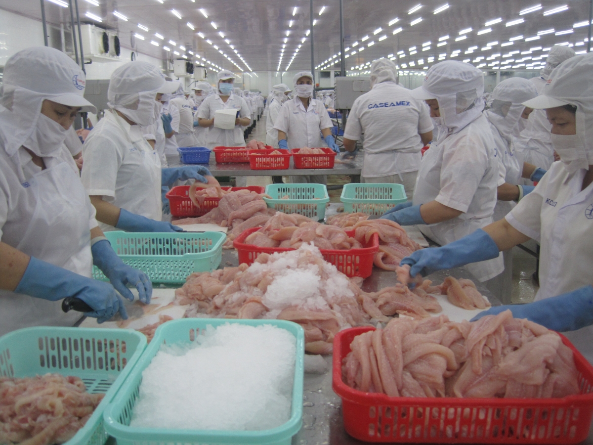 C&amp;aacute; tra l&amp;agrave; sản phẩm thuỷ sản được y&amp;ecirc;u th&amp;iacute;ch tại thị trường ch&amp;acirc;u &amp;Acirc;u - Ảnh minh hoạ