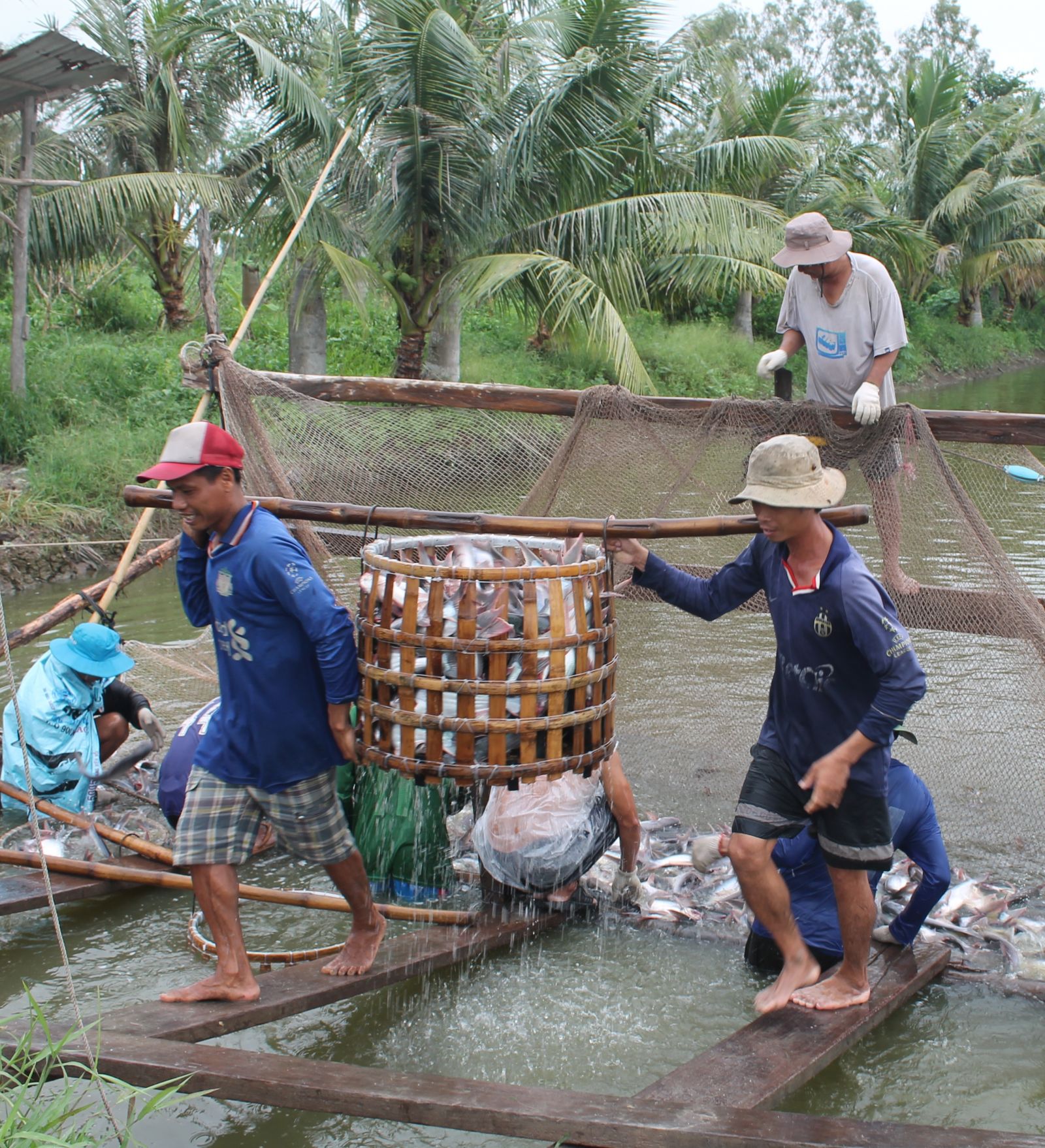Thu hoạch c&amp;aacute; tra ở quận &amp;Ocirc; M&amp;ocirc;n, TP Cần Thơ, trước khi dịch COVID-19 b&amp;ugrave;ng ph&amp;aacute;t. Ảnh: Kh&amp;aacute;nh Trung/ B&amp;aacute;o Cần Thơ.