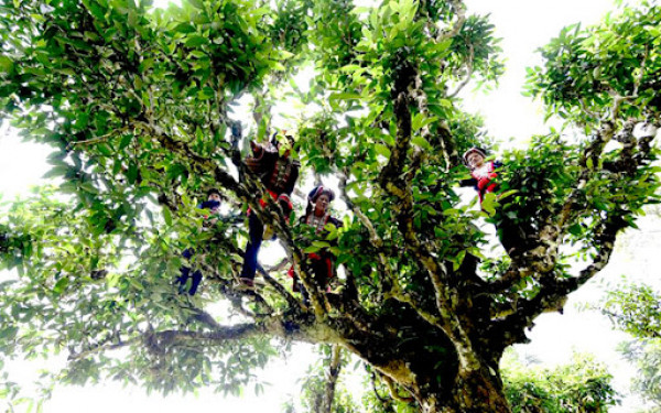 Tháo gỡ “nút thắt” trong sản xuất, chế biến, tiêu thụ chè Shan tuyết Hà Giang