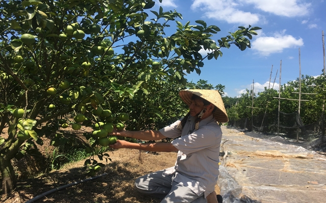 Cam s&amp;agrave;nh ở Bắc T&amp;acirc;n Uy&amp;ecirc;n cũng l&amp;agrave; một đặc sản nổi tiếng, nhưng bị ảnh hưởng nghi&amp;ecirc;m trọng bởi dịch Covid-19.