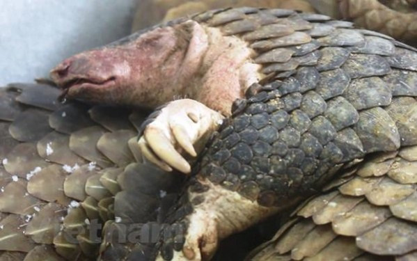 Việt Nam là điểm đến hàng đầu cho các tội phạm về động vật hoang dã