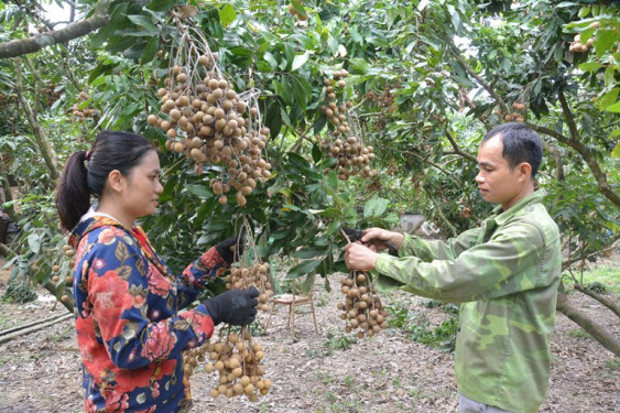 Doanh nghiệp Hòa Bình  với Chương trình sản phẩm OCOP