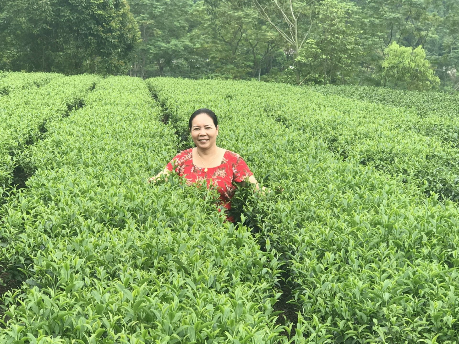 B&amp;agrave; Trịnh T&amp;uacute; Anh tr&amp;ecirc;n đồi tr&amp;agrave; hữu cơ tại Th&amp;aacute;i Nguy&amp;ecirc;n