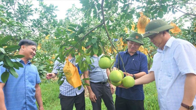 L&amp;atilde;nh đạo huyện Hương Kh&amp;ecirc; đang nỗ lực ph&amp;aacute;t triển bưởi Ph&amp;uacute;c Trạch cho qu&amp;ecirc; hương.