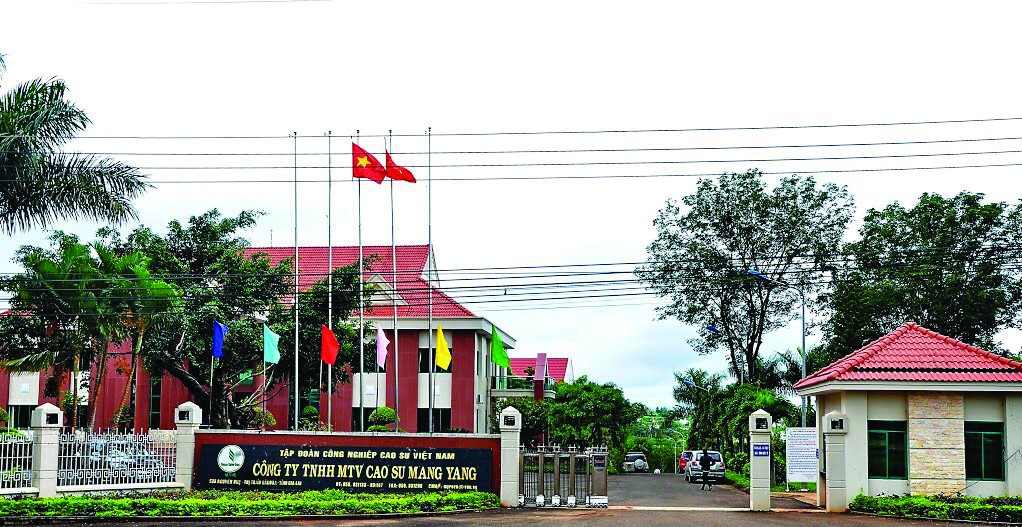 Sau gần 40 năm l&amp;agrave;m nhiệm vụ trồng cao su tại Gia Lai, C&amp;ocirc;ng ty TNHH MTV cao su Mang Yang đ&amp;atilde; từng bước thay đổi nền kinh tế ở v&amp;ugrave;ng đất từng bị chiến tranh t&amp;agrave;n ph&amp;aacute;