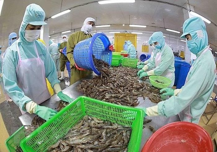 Chế biến t&amp;ocirc;m đ&amp;ocirc;ng lạnh xuất khẩu tại nh&amp;agrave; m&amp;aacute;y của C&amp;ocirc;ng ty Thủy sản Minh Ph&amp;uacute; Hậu Giang, tỉnh Hậu Giang
