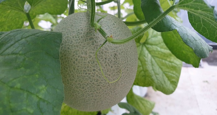 Tỉnh c&amp;oacute; 80 hợp t&amp;aacute;c x&amp;atilde; n&amp;ocirc;ng nghiệp ứng dụng c&amp;ocirc;ng nghệ cao trong sản xuất