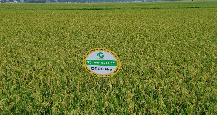 C&amp;aacute;nh đồng mẫu ứng dụng c&amp;ocirc;ng nghệ cao tại Quảng Ngọc (Quảng xương, Thanh H&amp;oacute;a)