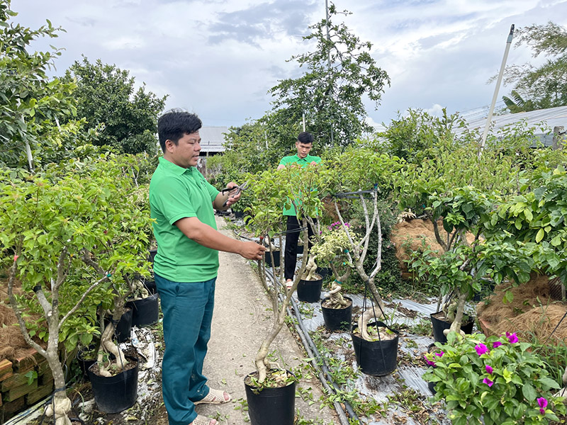 hời gian qua, x&amp;atilde; T&amp;acirc;n Dương, huyện Lai Vung tập trung ph&amp;aacute;t triển ng&amp;agrave;nh h&amp;agrave;ng hoa, kiểng theo định hướng Đề &amp;aacute;n t&amp;aacute;i cơ cấu ng&amp;agrave;nh n&amp;ocirc;ng nghiệp