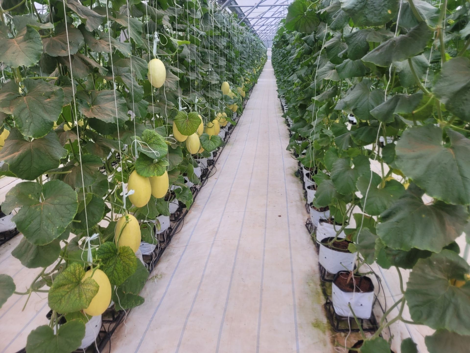 Vườn trồng dưa lưới ở huyện H&amp;agrave;m Thuận Nam, B&amp;igrave;nh Thuận