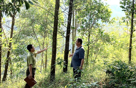 M&amp;ocirc; h&amp;igrave;nh trồng 30ha keo của gia đ&amp;igrave;nh &amp;ocirc;ng Đặng Ngọc Thu ở khu 4, x&amp;atilde; Ấm Hạ