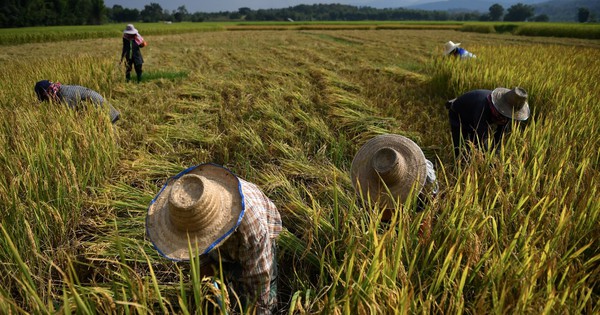 Sản lượng gạo Thái Lan dự kiến giảm do thời tiết El Nino