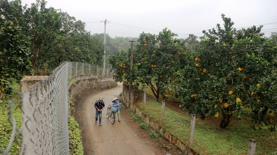 Hội thi &amp;ldquo;Vườn bưởi đẹp&amp;rdquo; d&amp;agrave;nh cho c&amp;aacute;c hộ gia đ&amp;igrave;nh trồng bưởi tại x&amp;atilde; Bằng Lu&amp;acirc;n