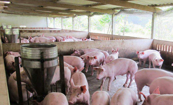 Thương l&amp;aacute;i tại c&amp;aacute;c tỉnh Đồng Th&amp;aacute;p v&amp;agrave; B&amp;agrave; Rịa -Vũng T&amp;agrave;u c&amp;ugrave;ng giảm 1.000 đồng/kg.