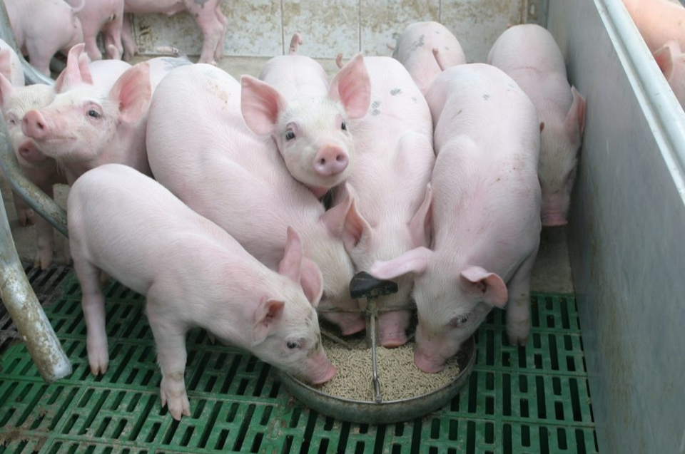 Gi&amp;aacute; heo hơi h&amp;ocirc;m nay 6/9 vẫn chưa ghi nhận biến động mới ở cả ba miền trong phi&amp;ecirc;n giao dịch s&amp;aacute;ng nay