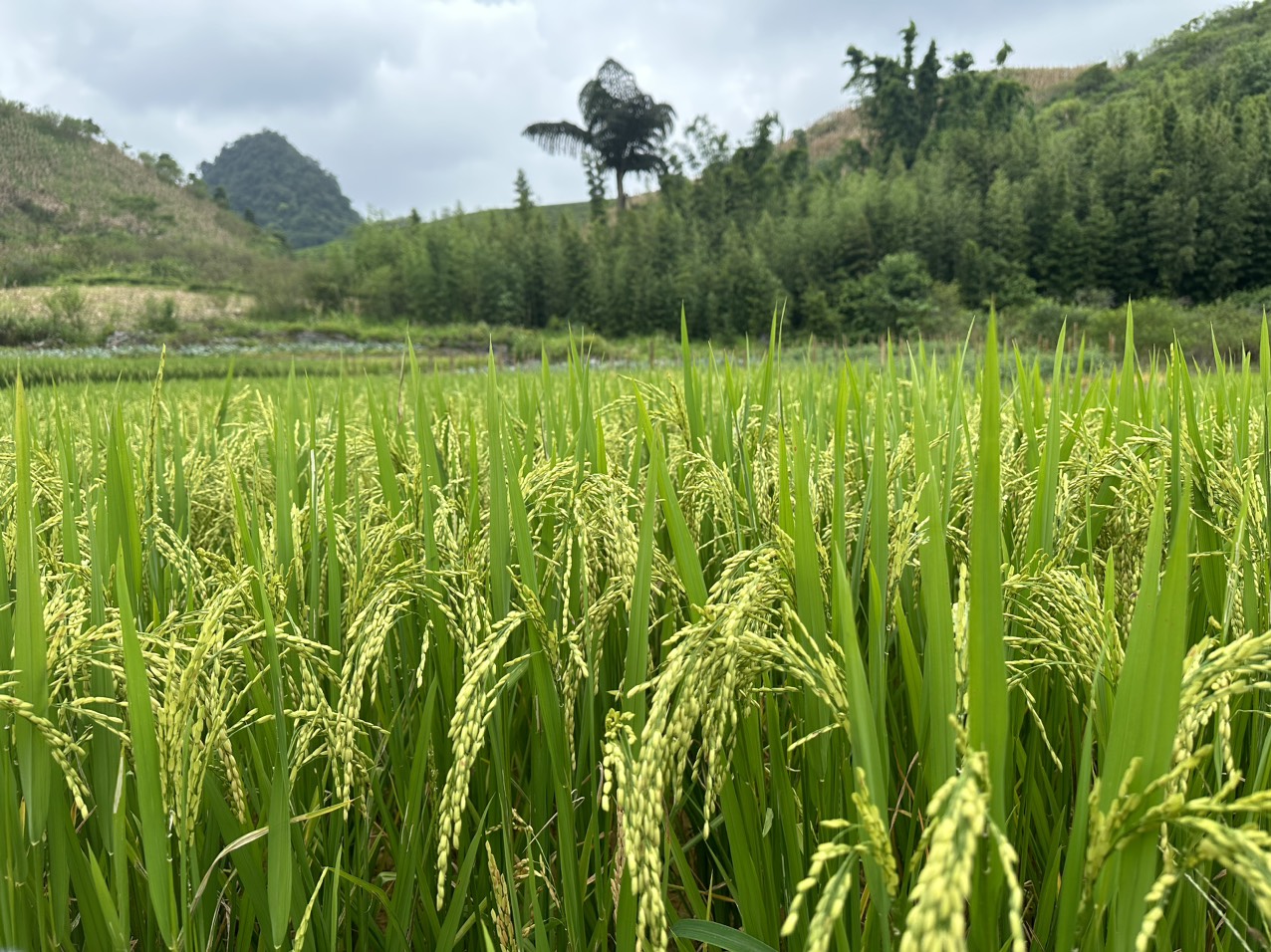 Tại Đồng bằng s&amp;ocirc;ng Cửu Long gi&amp;aacute; l&amp;uacute;a giảm 100 đồng/kg, gạo giảm từ 100 - 250 đồng/kg