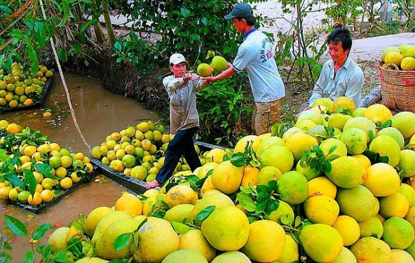 Đẩy mạnh xúc tiến thương mại trong lĩnh vực trồng trọt và chế biến hoa, rau, quả