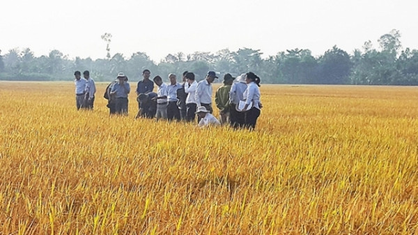 Liên kết sản xuất, phân phối: Giải bài toán đầu ra cho ngành lúa gạo