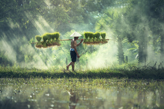 Việt Nam đang già đi trước khi trở nên giàu có