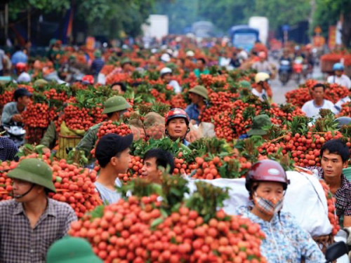 Hết cảnh trái cây Việt 