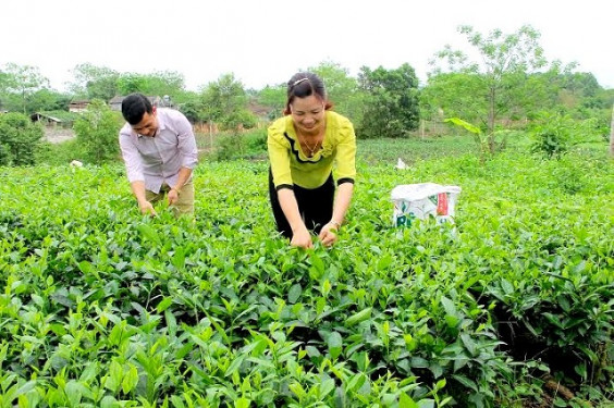 Doanh nghiệp chè tư nhân Cảnh  Hạ  (Thái Nguyên): Nức tiếng với đặc sản truyền thống chè Tân Cương