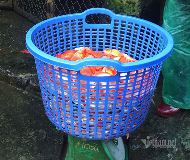 Chợ H&amp;amp;agrave; Nội, khắp nơi đỏ rực một m&amp;amp;agrave;u c&amp;amp;aacute; ch&amp;amp;eacute;p