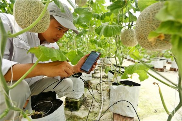 Dịch bệnh và cơ hội thúc đẩy 'số hóa' nông nghiệp Dịch bệnh và cơ hội thúc đẩy 'số hóa' nông nghiệp