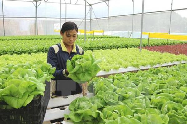 Dịch bệnh và cơ hội thúc đẩy 'số hóa' nông nghiệp Dịch bệnh và cơ hội thúc đẩy 'số hóa' nông nghiệp