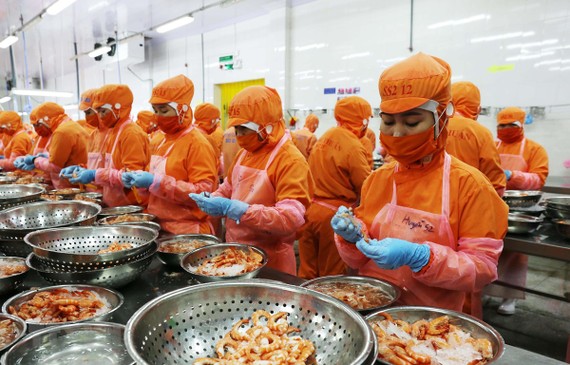 Chế biến t&amp;ocirc;m xuất khẩu t&amp;ocirc;m của C&amp;ocirc;ng ty TNHH Th&amp;ocirc;ng Thuận chi nh&amp;aacute;nh Ninh Thuận. (Ảnh: C&amp;ocirc;ng Thử/TTXVN)