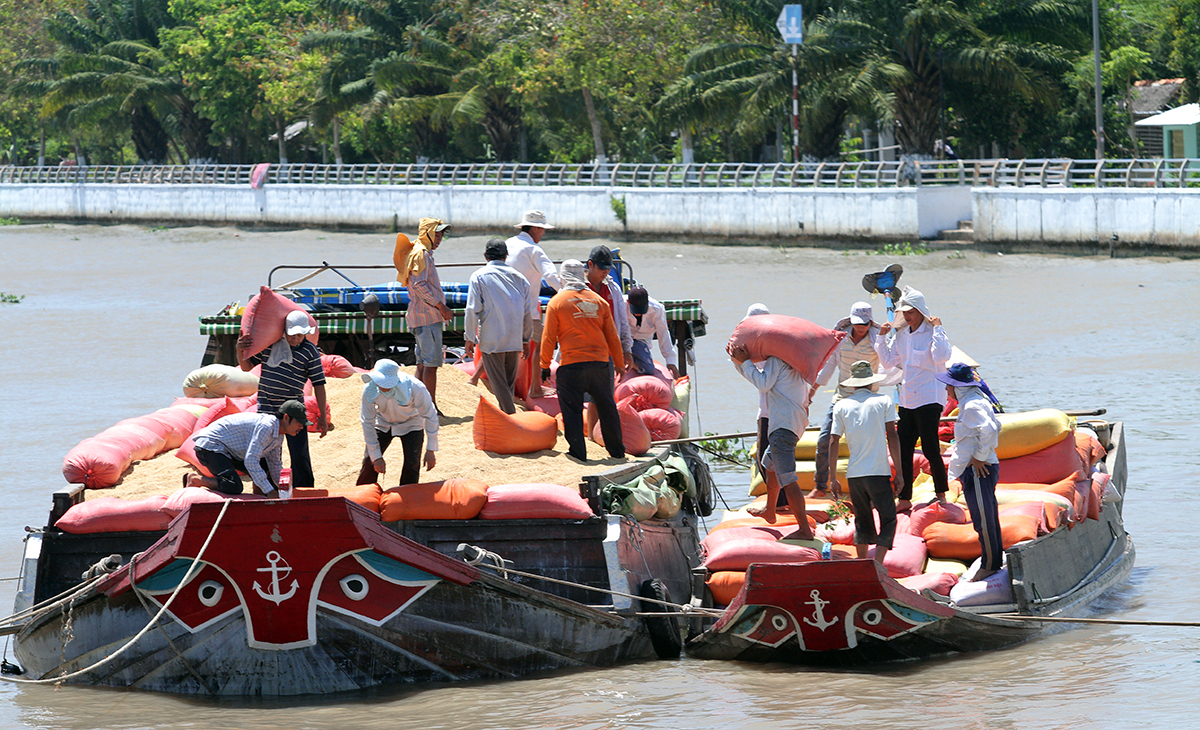 Miền Tây đối mặt ùn ứ lúa gạo Thu mua lúa trên kênh xáng Xà No ở Hậu Giang trước ngày 24/3. Ảnh: Anh Lam