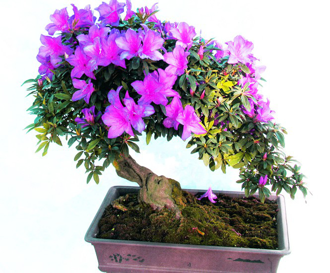 Nhiều lo&amp;agrave;i hoa dại th&amp;agrave;nh bon sai trăm triệu ở Đ&amp;agrave; Lạt - Ảnh 2.