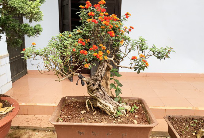 Nhiều lo&amp;agrave;i hoa dại th&amp;agrave;nh bon sai trăm triệu ở Đ&amp;agrave; Lạt - Ảnh 3.