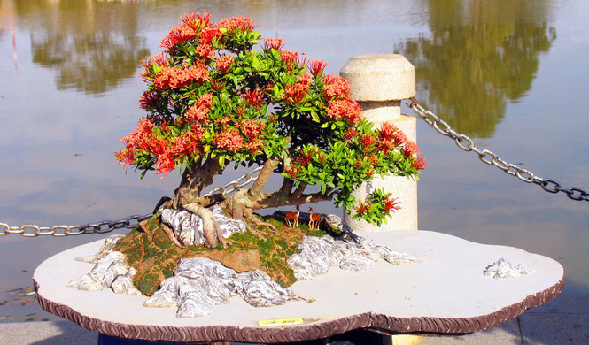 Nhiều lo&amp;agrave;i hoa dại th&amp;agrave;nh bon sai trăm triệu ở Đ&amp;agrave; Lạt - Ảnh 4.