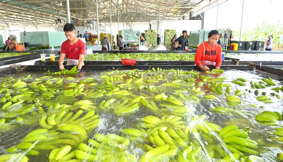 N&amp;ocirc;ng sản Việt rộng đường đi xa