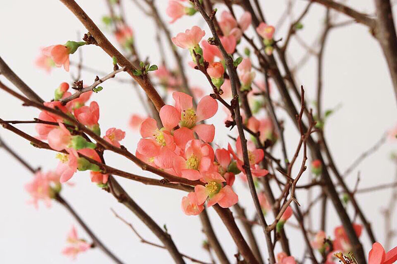 Tết nhà giàu, bình anh đào trái vụ, hàng ngoại xách tay giá chục triệu Tết nhà giàu, bình anh đào trái vụ, hàng ngoại xách tay giá chục triệu