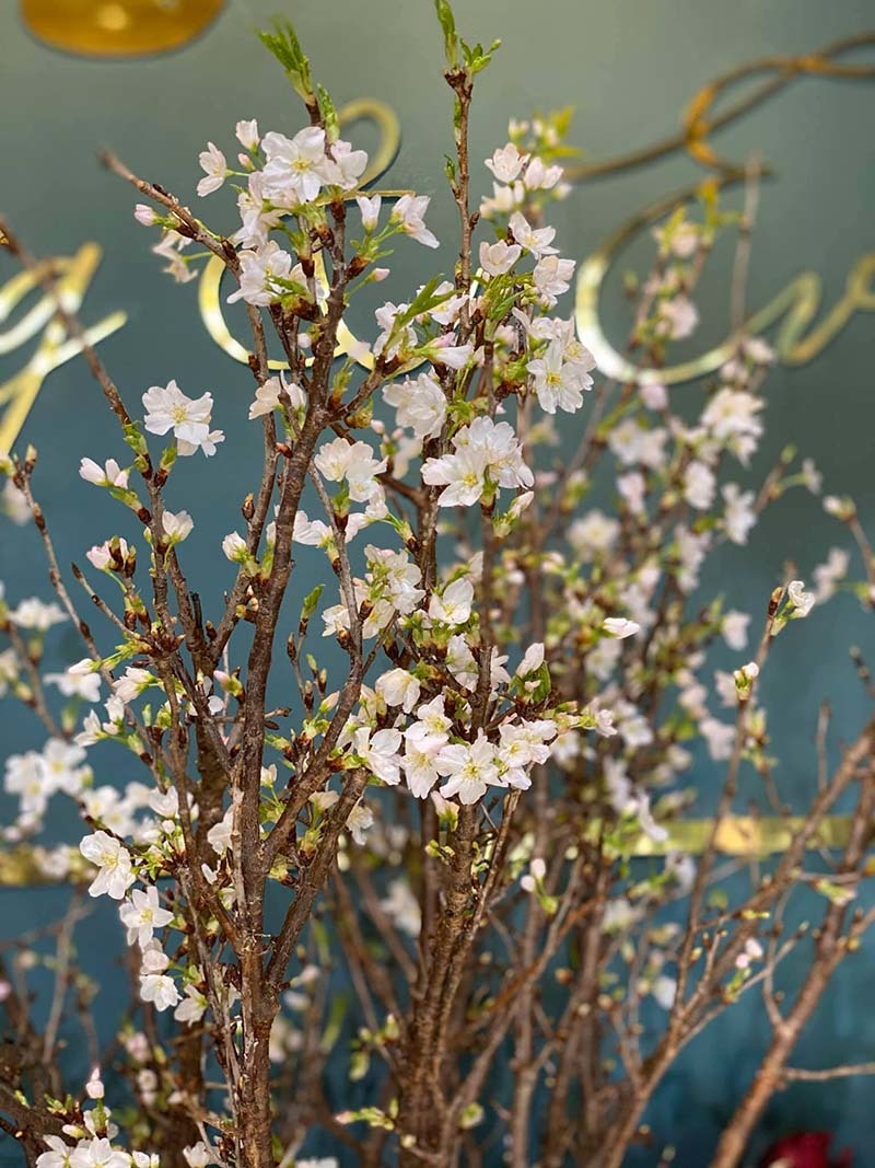 Tết nhà giàu, bình anh đào trái vụ, hàng ngoại xách tay giá chục triệu Tết nhà giàu, bình anh đào trái vụ, hàng ngoại xách tay giá chục triệu