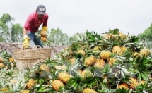 Loay hoay tìm đầu ra cho nông sản thế mạnh