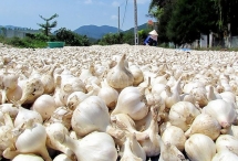 Bất lực bảo vệ thương hiệu tỏi Lý Sơn