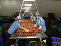 Xuất khẩu trái cây: Lợi thế mong manh