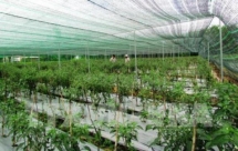 Thủ tướng yêu cầu tháo gỡ vướng mắc trong sản xuất nông nghiệp công nghệ cao