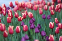 Du khách nô nức trẩy hội xuân Mở Cổng Trời tại Sun World Fansipan Legend