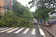 Hà Nội mưa to, cây đổ do hoàn lưu bão Wipha